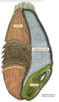 Picture of a wheat kernel. Shows the bran, endosperm and germ pieces.