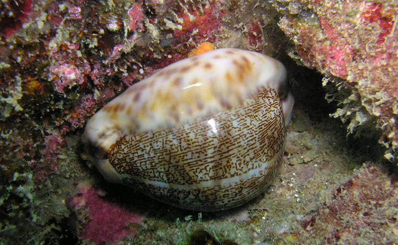 Cowrie Shell or Money? Is this an image of a cowrie shell or money? The answer is: Both. For centuries, people used the extremely durable cowrie shell as a medium of exchange in various parts of the world