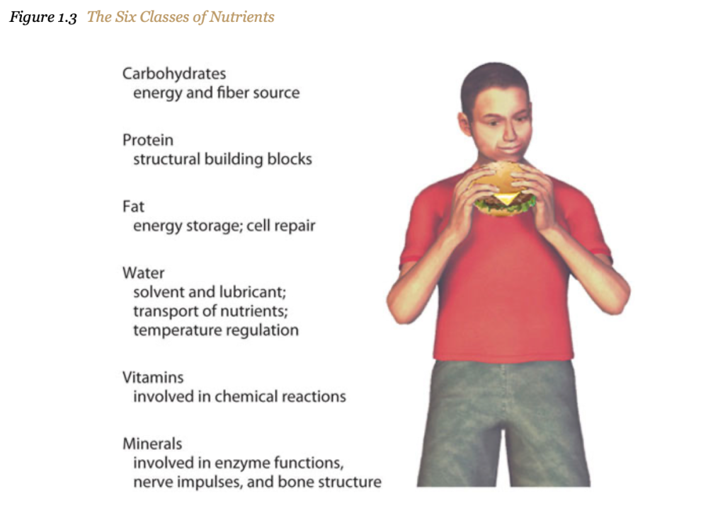 Photo of a male eating a cheeseburger. Lists the six classes of nutrients: Carbohydrates; Protein: Fat: Water; Vitamins; Minerals