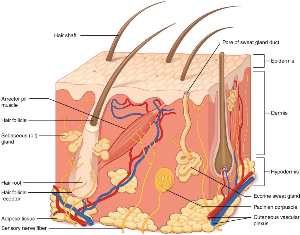 Illustration showing layers of the skin, with textual labels