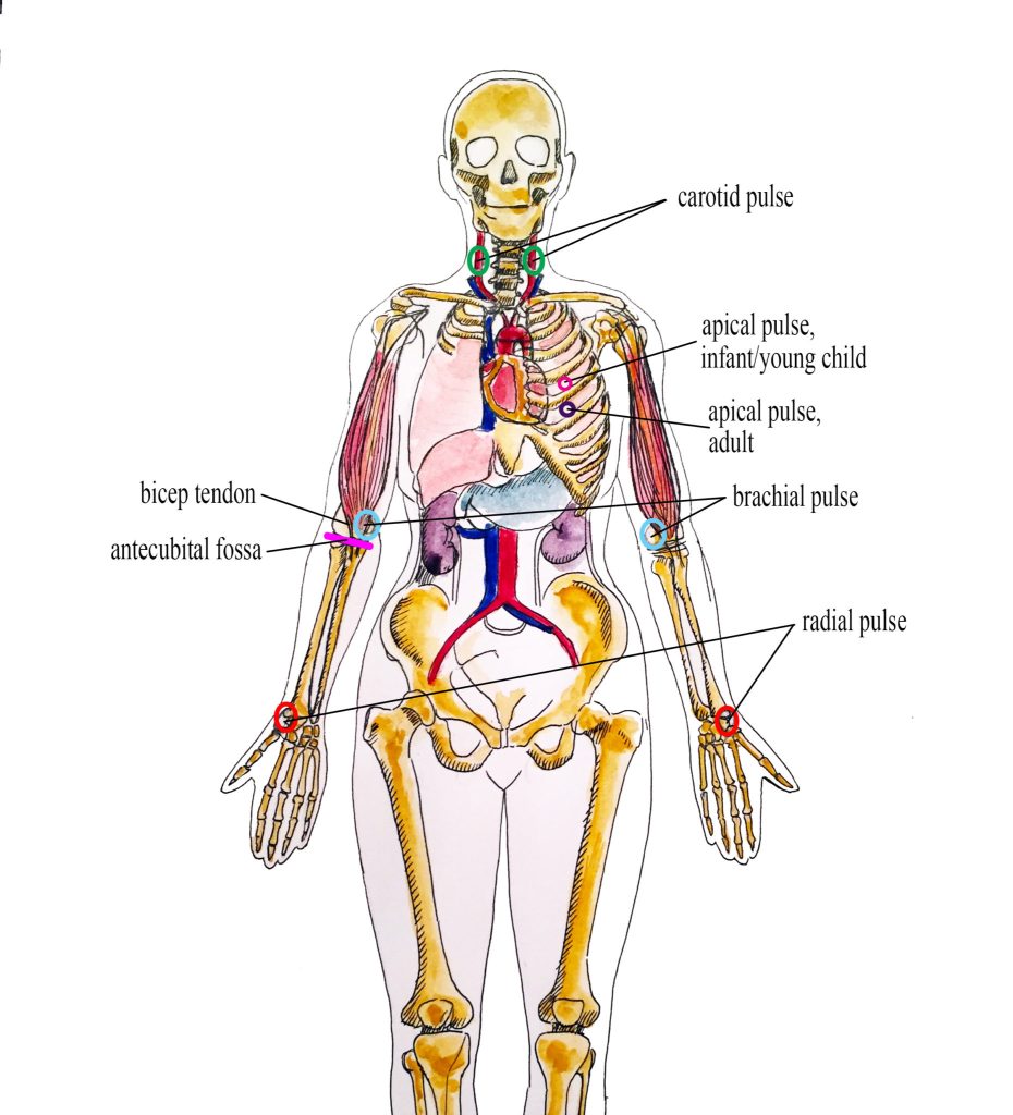 Illustration of common pulse assessment locations, with textual labels