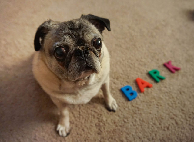 "A pug with a gray face and large eyes is sitting on a beige carpet. To the right of the pug, colorful plastic letters spell out the word 'BARK'."