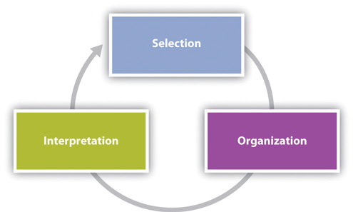 The image shows a circular flowchart with three rectangular boxes connected by arrows. The top box is labeled "Selection" and is colored blue. The bottom left box is labeled "Interpretation" and is colored green. The bottom right box is labeled "Organization" and is colored purple. The arrows indicate a continuous process or cycle among these three stages.