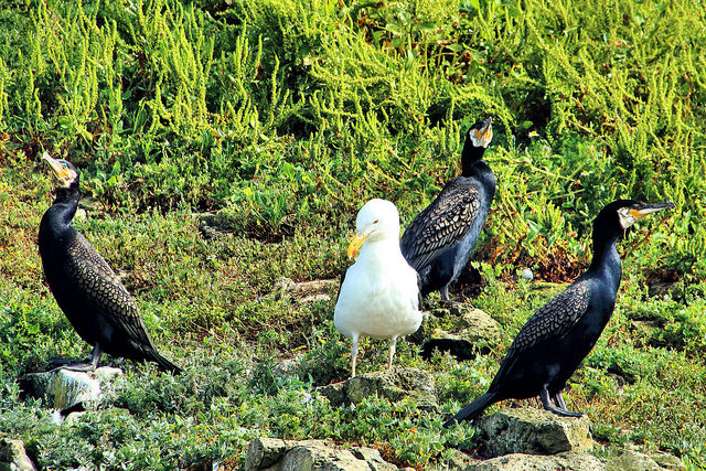 "Four birds stand on grassy and rocky terrain. Three are black with white speckles on their wings, likely cormorants, and one is white with a yellow beak, likely a seagull. Green vegetation fills the background."
