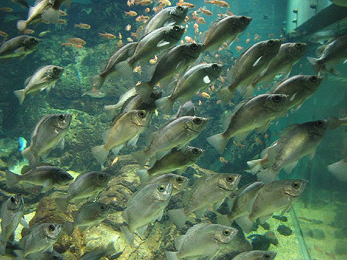 "A large school of fish swimming in an aquarium. The fish are mostly gray and silver in color, with some smaller orange fish visible in the background. The aquarium has a rocky bottom and various underwater structures, creating a natural habitat for the fish. The image captures the movement and density of the school as they swim together."