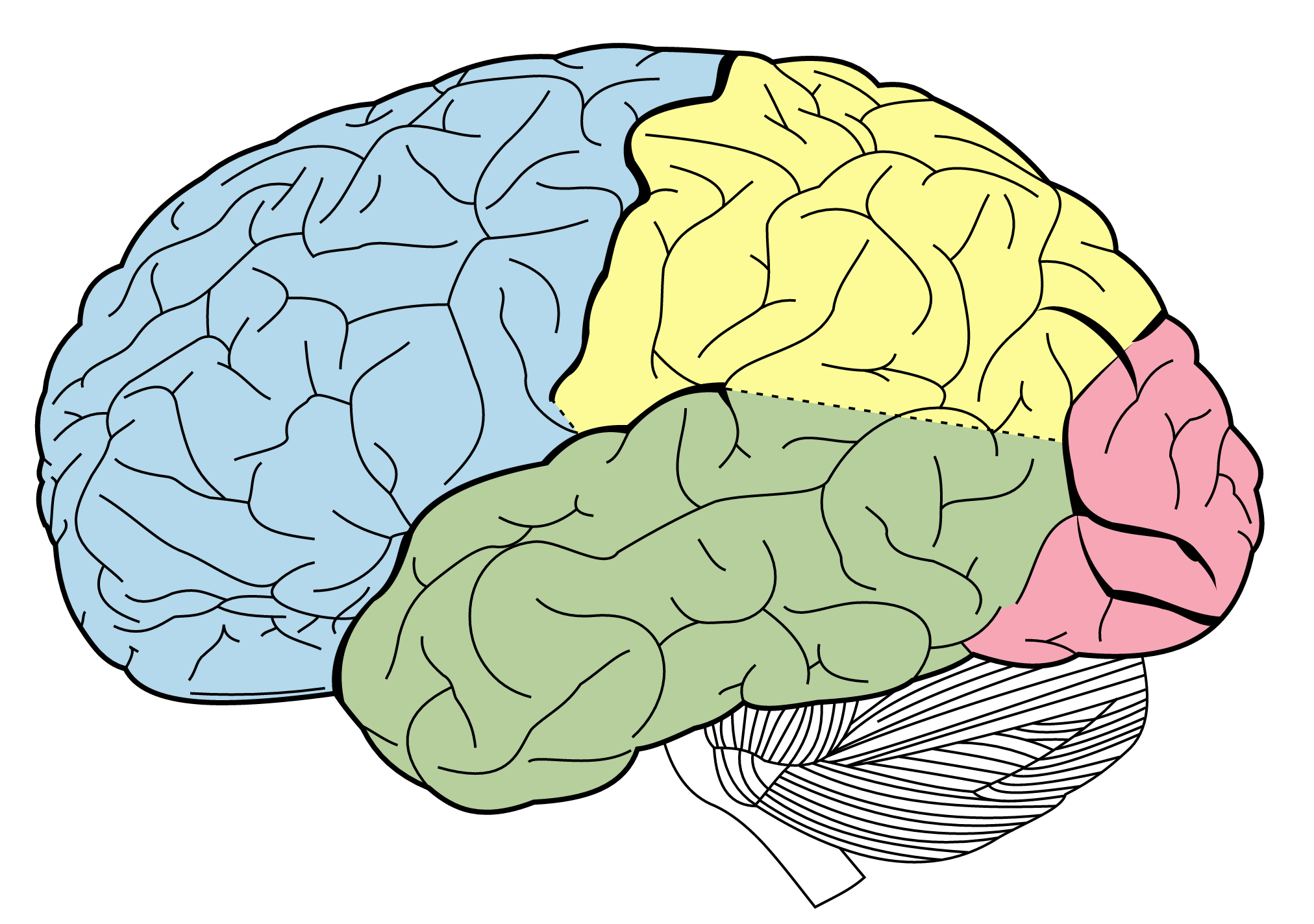 "A diagram of the human brain with different lobes highlighted in various colors: the frontal lobe in blue, parietal lobe in yellow, temporal lobe in green, and occipital lobe in pink. The cerebellum at the bottom is illustrated with white and black lines."
