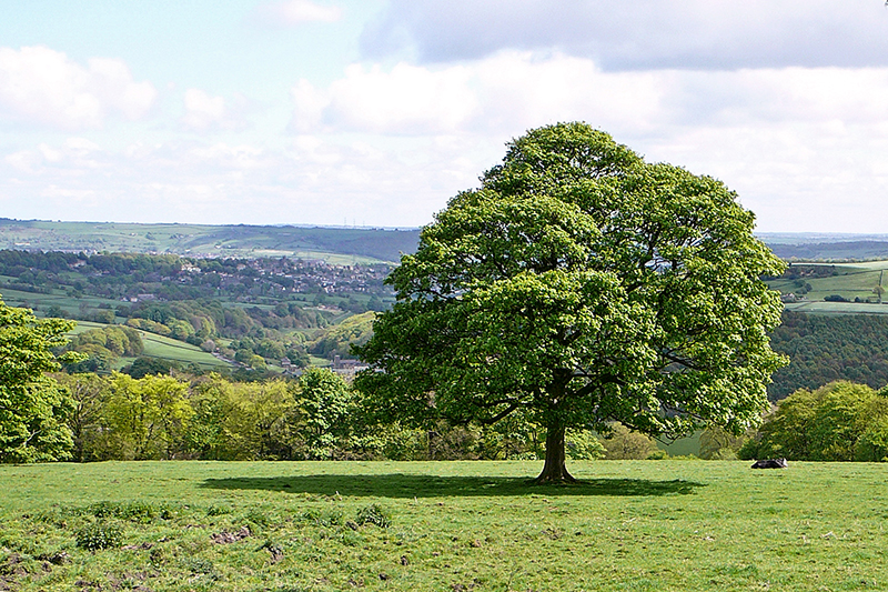 A large, lush green tree stands alone in the middle of a grassy field under a partly cloudy sky. Rolling hills, distant trees, and a small town are visible in the background, creating a peaceful rural landscape