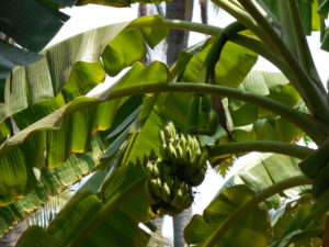 Photo of a bundle of bananas hanging from a tree. 